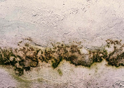 Cómo limpiar hongos de la pared con hidrolimpiadoras